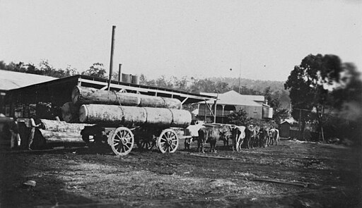 StateLibQld_2_391209_Bullock_team,_hauling_timber,_Millaa_Millaa,_1925